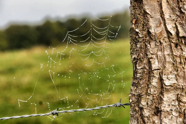 Gros Plan Une Toile Araignée Sur Tronc Arbre — Photo