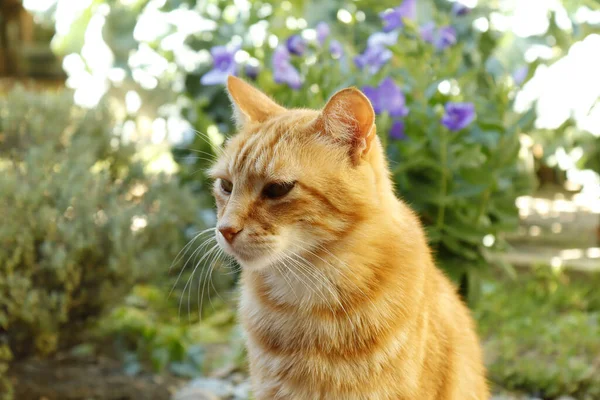 야외에서 귀여운 고양이의 선택적 — 스톡 사진