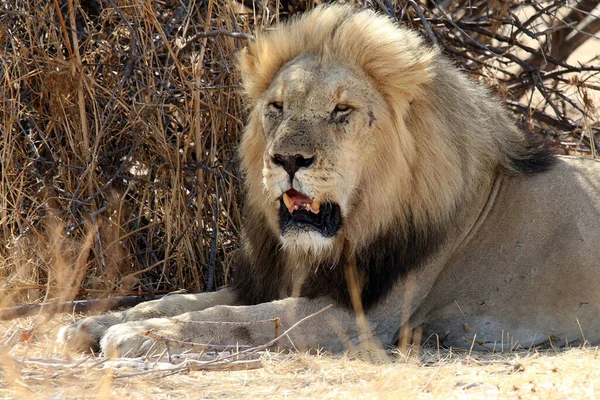 Gros Plan Lion Couché Ombre Arbre Par Une Journée Ensoleillée — Photo