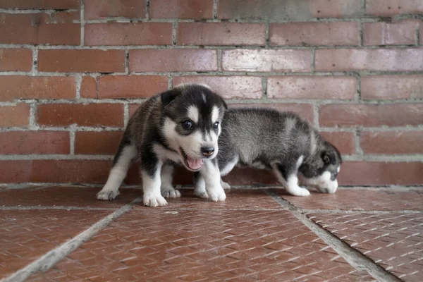 Két Aranyos Szibériai Husky Kölyökkutya Sétál Földön — Stock Fotó