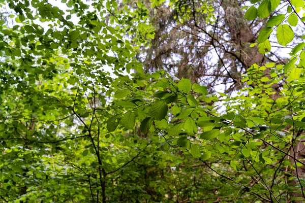 Primer Plano Hojas Verdes Árbol — Foto de Stock