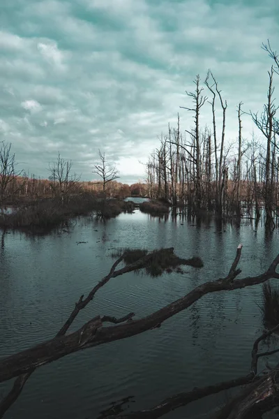 Paysage Nuageux Spectaculaire Dessus Marécage Forestier Avec Des Arbres Nus — Photo