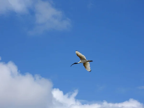 Tiro Ângulo Baixo Pássaro Voando Sob Céu Azul Claro — Fotografia de Stock