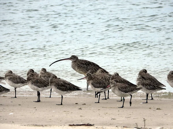 Flock Far Eastern Curlew Sandpiper Great Knot Birds Kakadu Beach — Stock Photo, Image