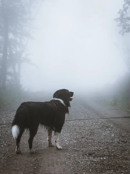 Orman Yolunda Duran Bir Çoban Köpeğinin Dikey Görüntüsü — Stok fotoğraf