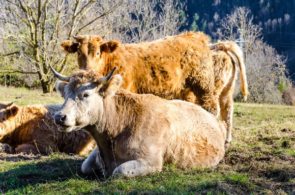 Una Hermosa Toma Vacas Pastando Los Campos Ribes Freser Girona —  Fotos de Stock