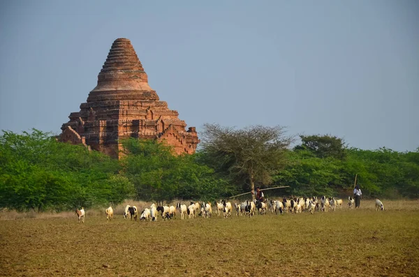 Shot Herdsmen Herd Goats Temple Bagan Myanmar —  Fotos de Stock