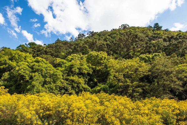 Una Hermosa Vista Bosque Con Muchos Árboles Verdes Bajo Cielo — Foto de Stock