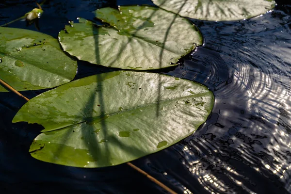 Close Lilypads Verdes Lago Skadar Montenegro — Fotografia de Stock