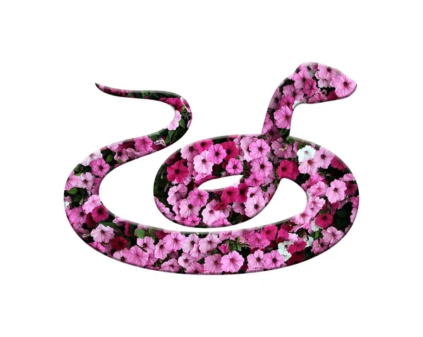 Una Serpiente Aislada Compuesta Flores Petunia Rosa Sobre Fondo Blanco —  Fotos de Stock