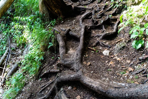 Gros Plan Racines Arbres Épais Structurés — Photo