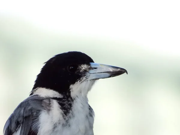Bulanık Bir Arkaplanda Bir Kasap Kuşunun Yakın Plan Çekimi — Stok fotoğraf