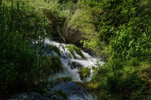 Une Rivière Dans Une Forêt Verte — Photo