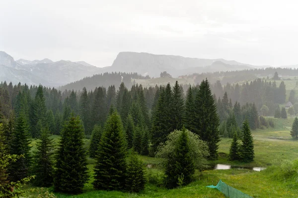 山の上の緑の森 — ストック写真