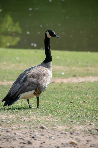 湖の横の地面を歩く美しい黒い首とくちばしを持つ鳥の垂直ショット — ストック写真