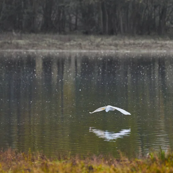 Guindaste Branco Voa Logo Acima Superfície Água Lago — Fotografia de Stock