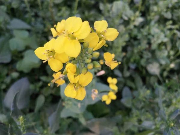Żółty Musztardowy Kwiat Ogrodzie — Zdjęcie stockowe