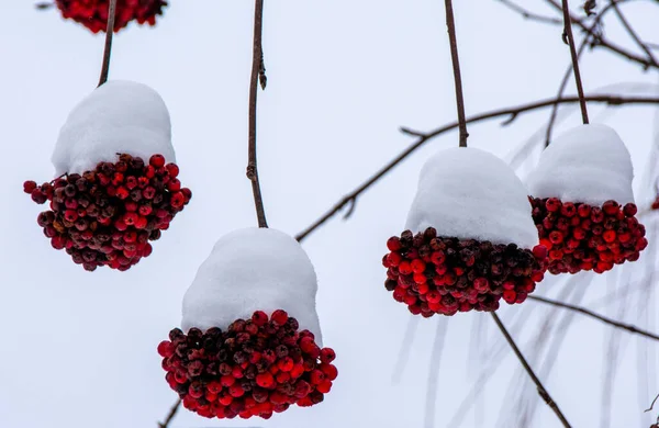 Een Close Shot Van Takken Met Sorbus Aucuparia Vruchten Bedekt — Stockfoto