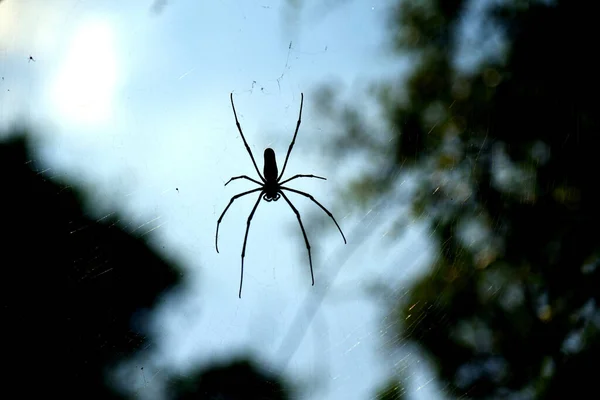 Szelektív Fókuszfelvétel Egy Pókhálóról Erdőben — Stock Fotó