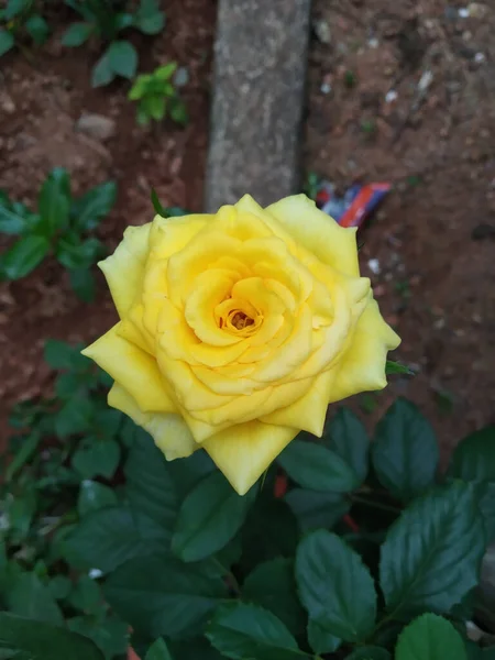 Colpo Verticale Una Rosa Gialla Fiorente Nel Verde — Foto Stock