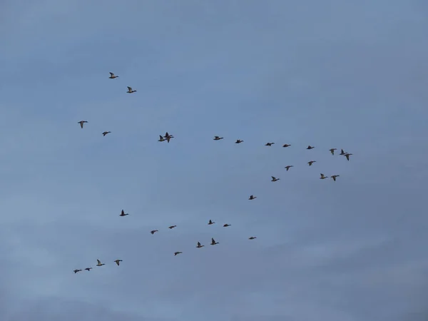 Beautiful View Flock Migrating Birds Flying Formation Blue Sky — Stock Photo, Image