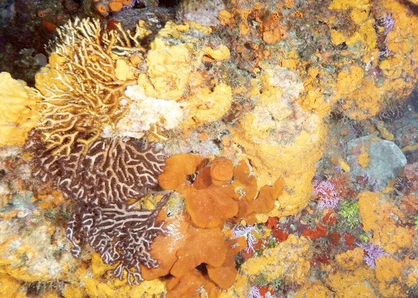 水中のサンゴ礁の美しいショット — ストック写真