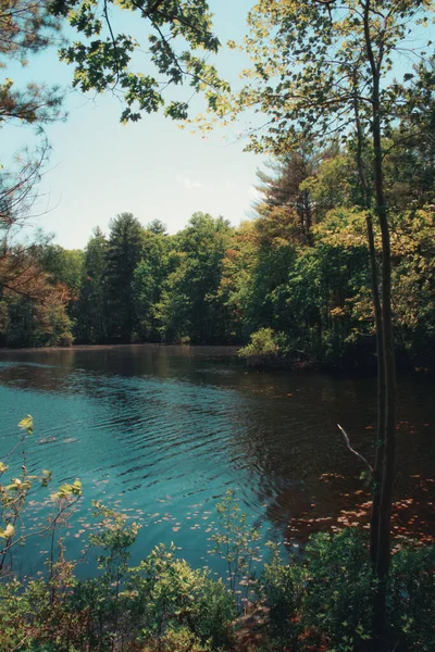 緑豊かな秋の植生に囲まれた小さな森の池の壮大な景色 — ストック写真