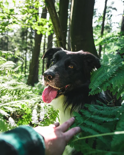 Disparo Vertical Hombre Que Llega Mano Borde Collie Bosque —  Fotos de Stock