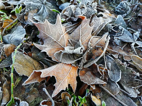Zmrzlé Trávy Listí Pokryté Ráno Mrazem — Stock fotografie