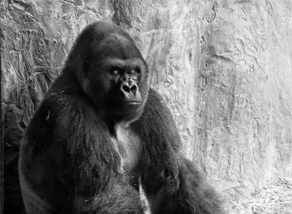 Gros Plan Niveaux Gris Gorille Des Plaines Endormi Relaxant Dans — Photo