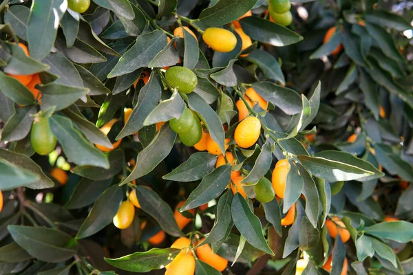 Tiro Foco Seletivo Kumquats Amadurecendo Árvore — Fotografia de Stock