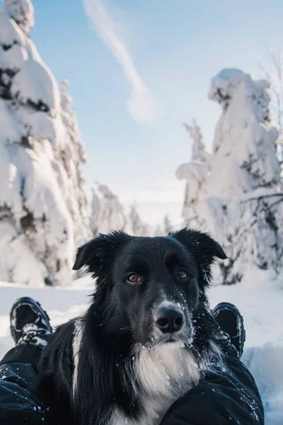 冬日里 在大雪中坐在主人两腿中间的一只边境牧羊犬的垂直镜头 — 图库照片