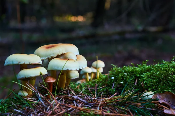 어두운 배경을 배경으로 노란색 버섯들 — 스톡 사진