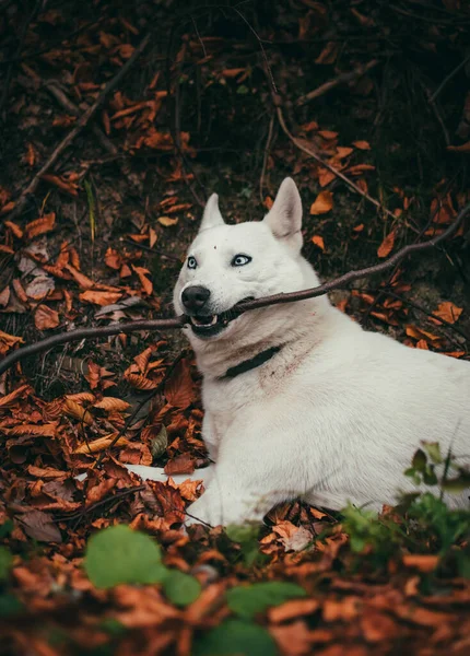 乾燥した葉に横たわっている間棒をかむ白いスイスの羊飼いの犬の垂直ショット — ストック写真