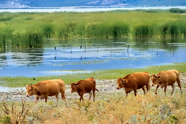 Una Manada Vacas Pastando Pasto Junto Lago Carla Grecia —  Fotos de Stock