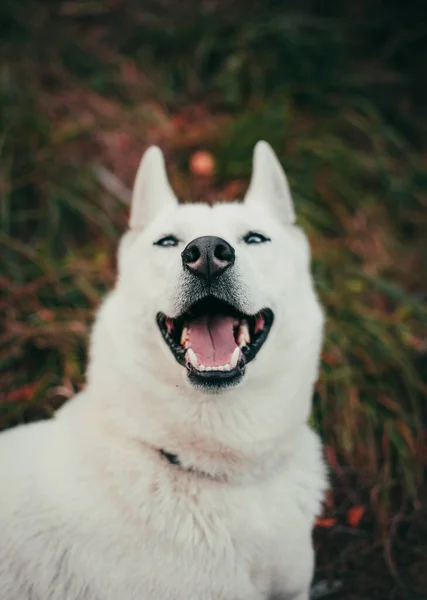 Вертикальный Снимок Улыбающейся Белой Швейцарской Пастушьей Собаки — стоковое фото