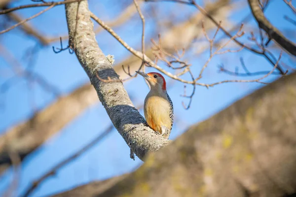 Red Bellied Wood Pecker Usiadł Drzewie — Zdjęcie stockowe