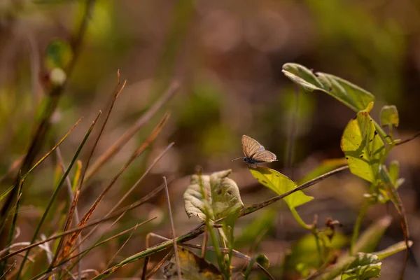 Krásný Hnědý Motýl Sedící Rostlině — Stock fotografie