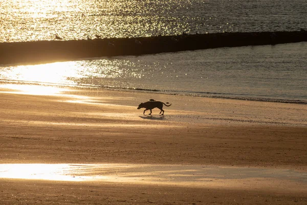 노르더니 모래가 해안선을 달리고 — 스톡 사진