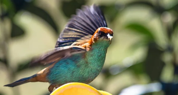 Primer Plano Hermoso Pájaro Tánger Respaldado Por Castañas Tangara Preciosa — Foto de Stock