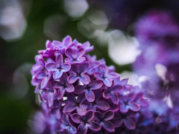 ぼやけた背景に紫色のライラックの花のクローズアップショット — ストック写真