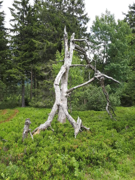 Parktaki Kurumuş Ağaç Gövdesinin Dikey Görüntüsü — Stok fotoğraf