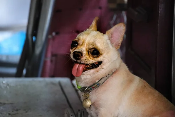 Closeup Shot Chihuahua Its Tongue Out Hot Day — Stock Photo, Image