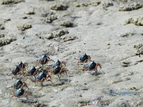 Strzał Bliska Krabów Mictyris Longicarpus Piasku — Zdjęcie stockowe