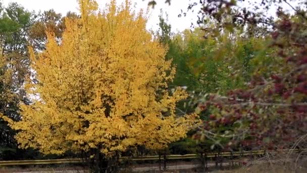 Una Hermosa Vista Arbusto Forsythia Amarillo Parque — Vídeos de Stock