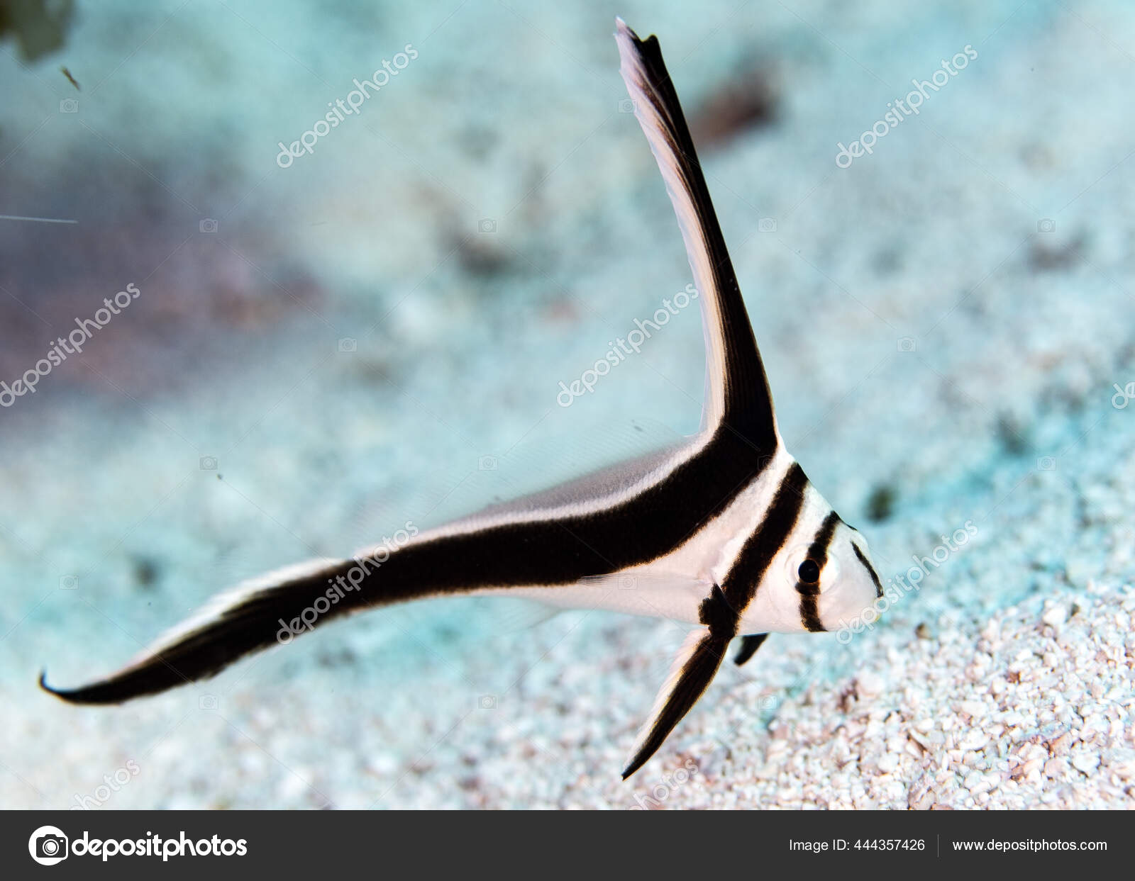 Immagini e foto stock di Pesce tamburo | DepositPhotos, image size:1600x1243