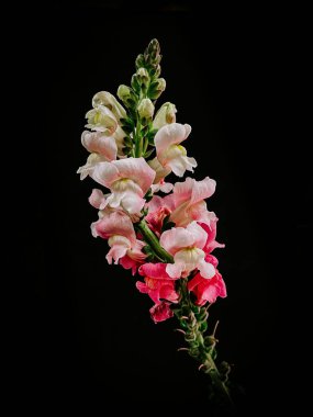 A branch of Snapdragons flowers isolated on a black background clipart