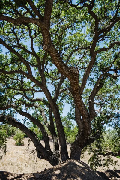 Ένα Κάθετο Πλάνο Ενός Δέντρου Μαστίχας — Φωτογραφία Αρχείου