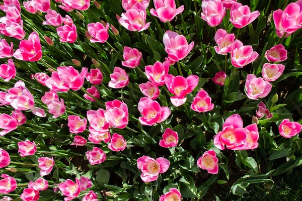 Top View Pink Tulips Garden Perfect Wallpaper — Fotografia de Stock