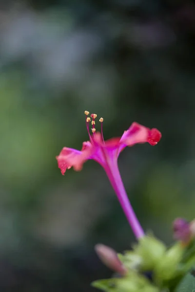 Colpo Selettivo Verticale Mirabilis Rosa Fiore — Foto Stock